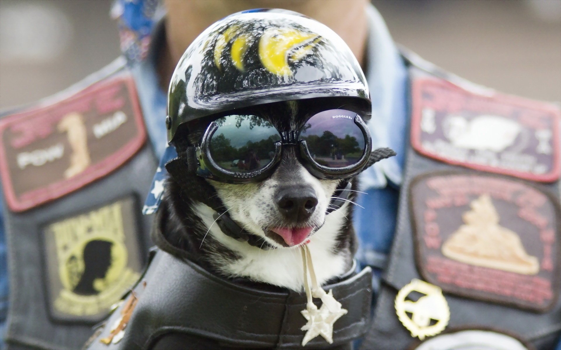 cane occhiali casco