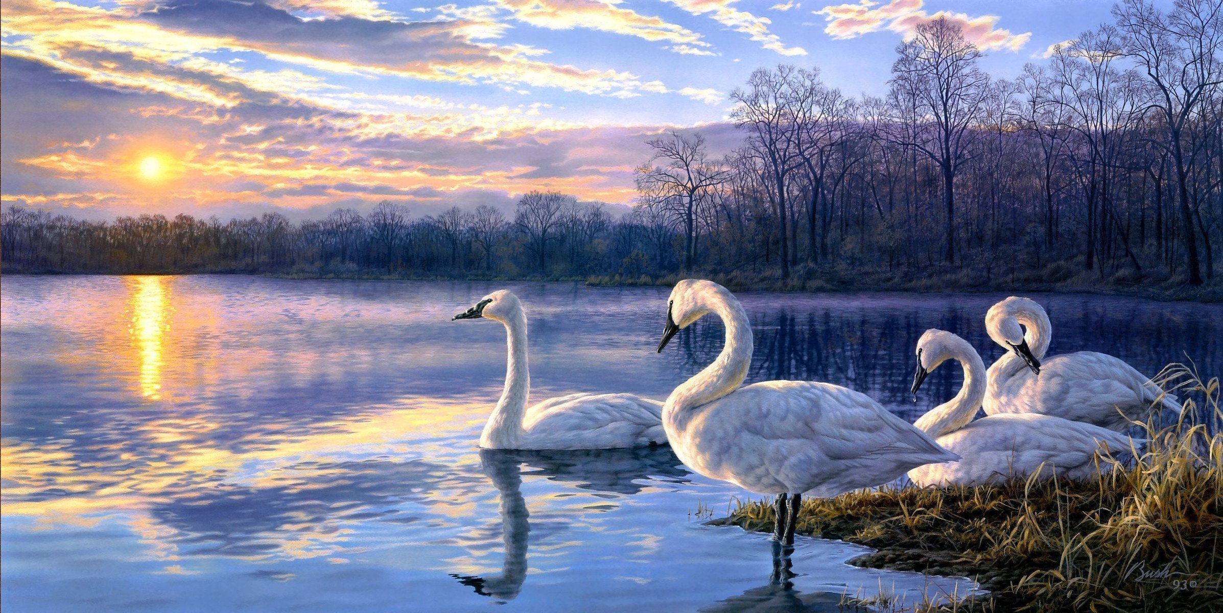 art lake landscape sunset swans darrell bush