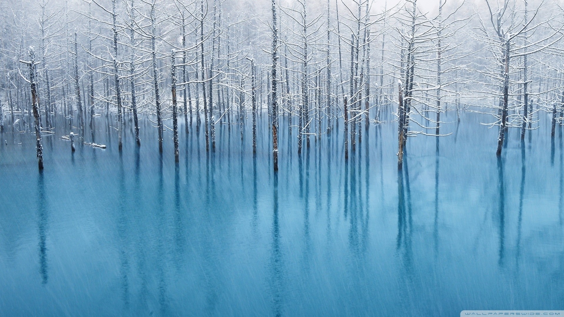 schnee palmen winter teich