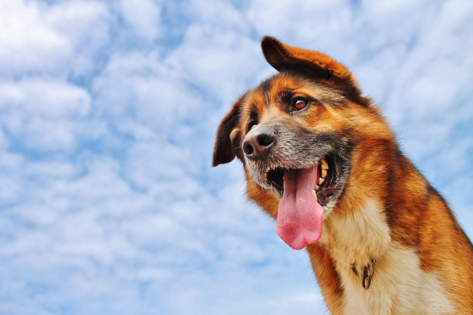 dog clouds language