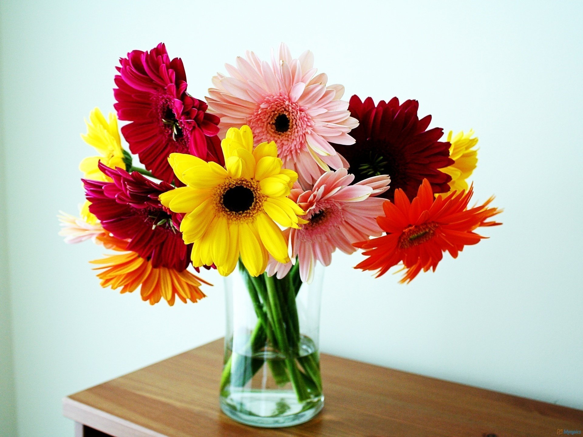 gerbera vaso bouquet