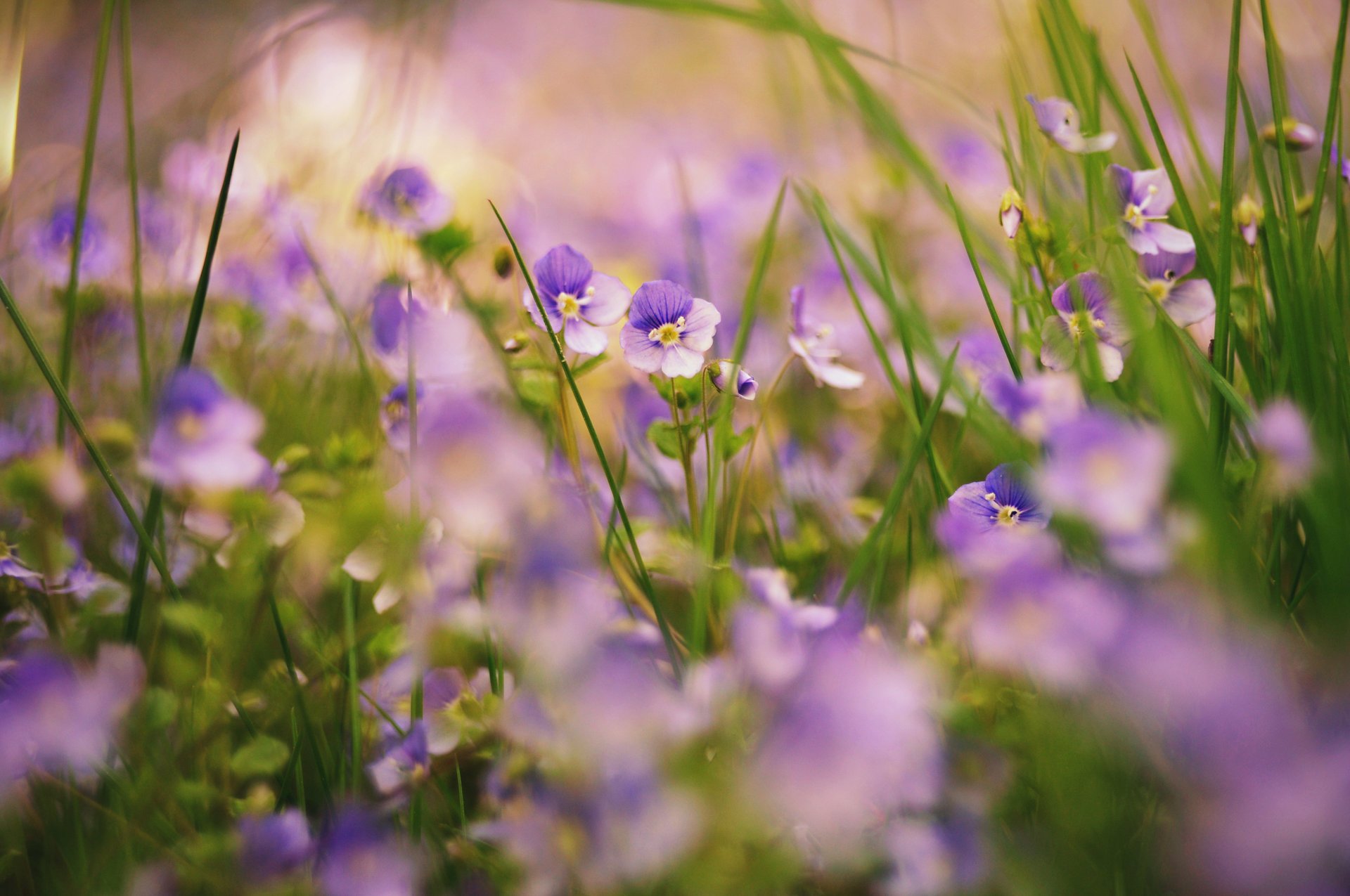 natura fiori erba piante