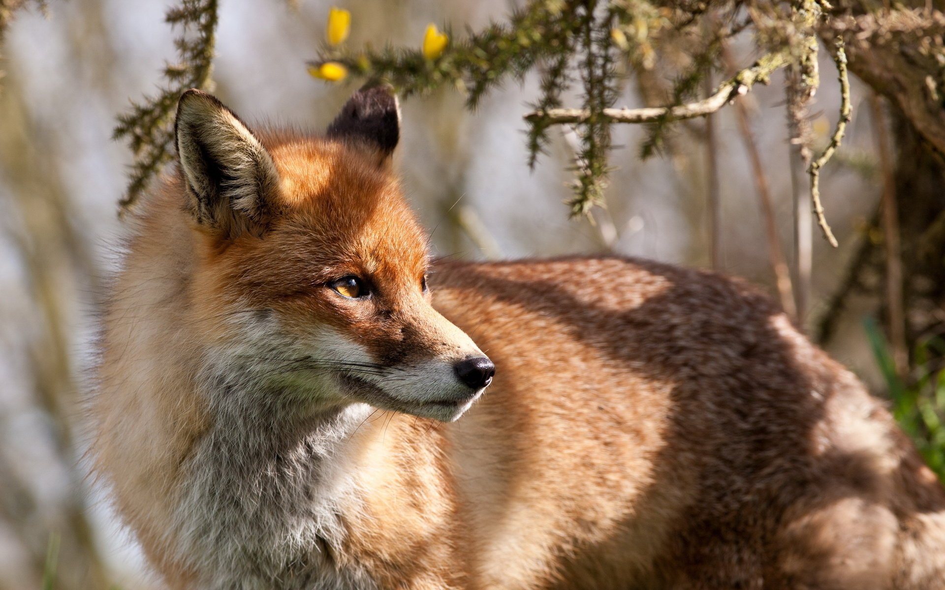 fox background nature