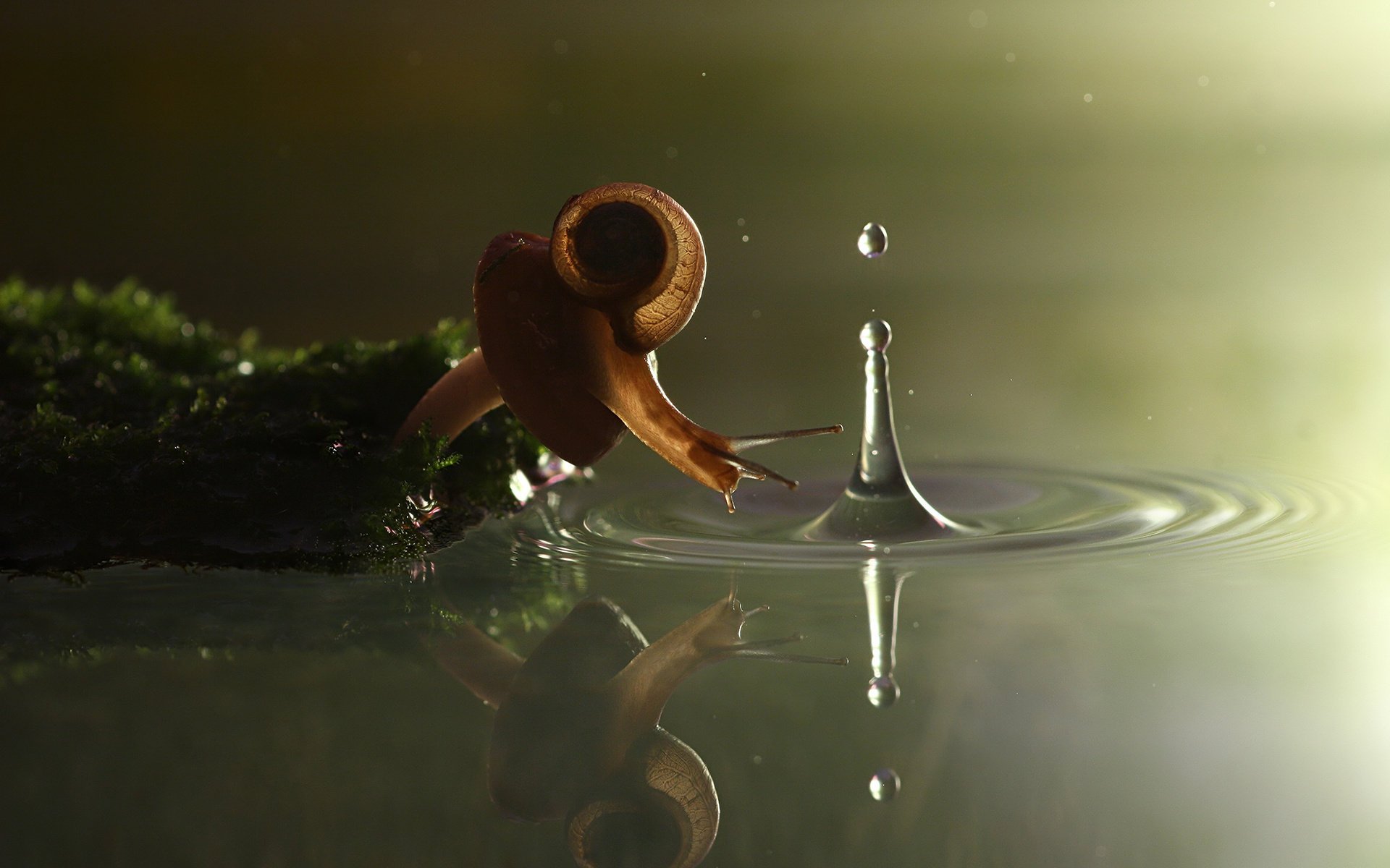 photographer vadim trunov mushroom water moss splash snail