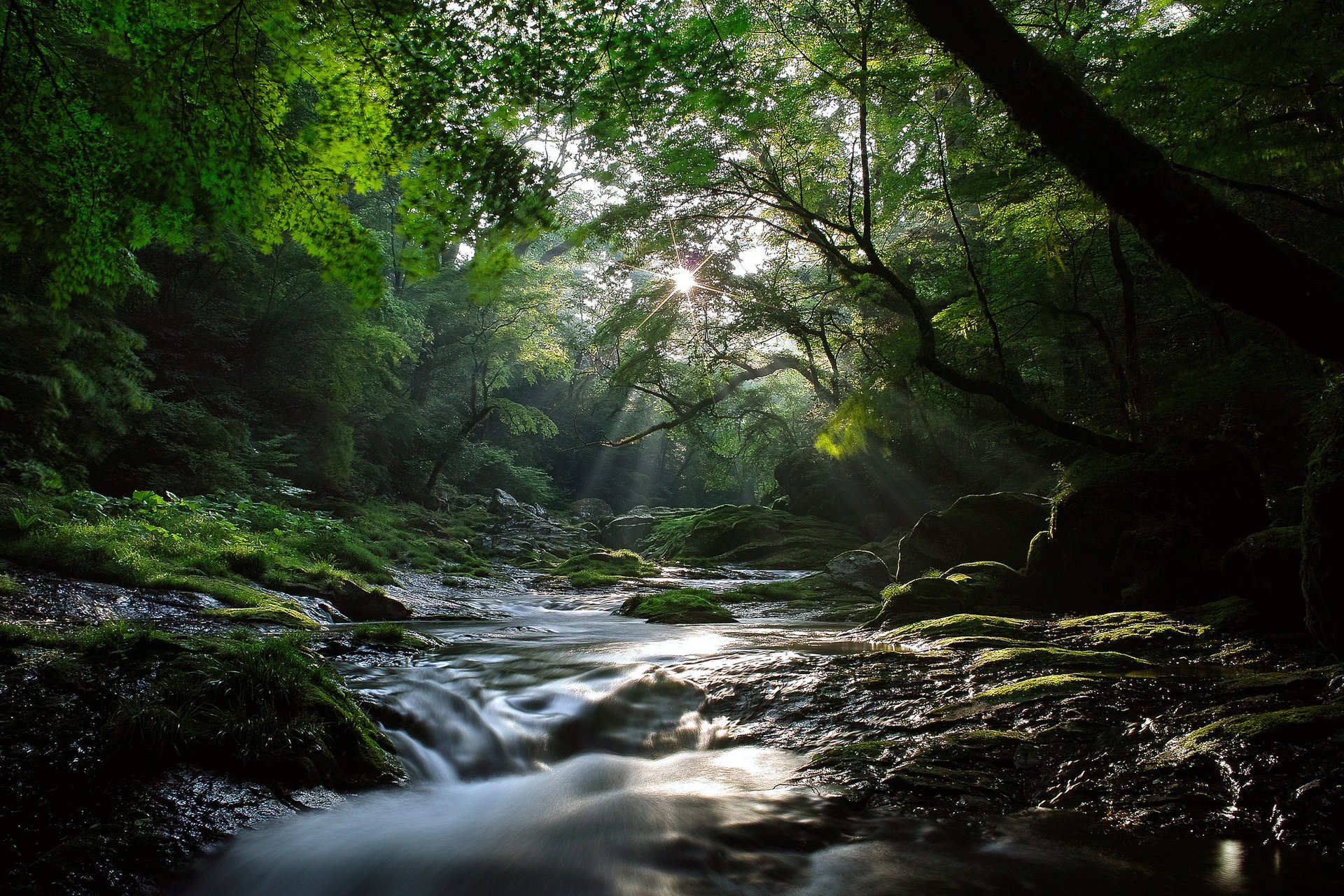 ahornbäume natur wald fluss sonne licht fluss strahlen