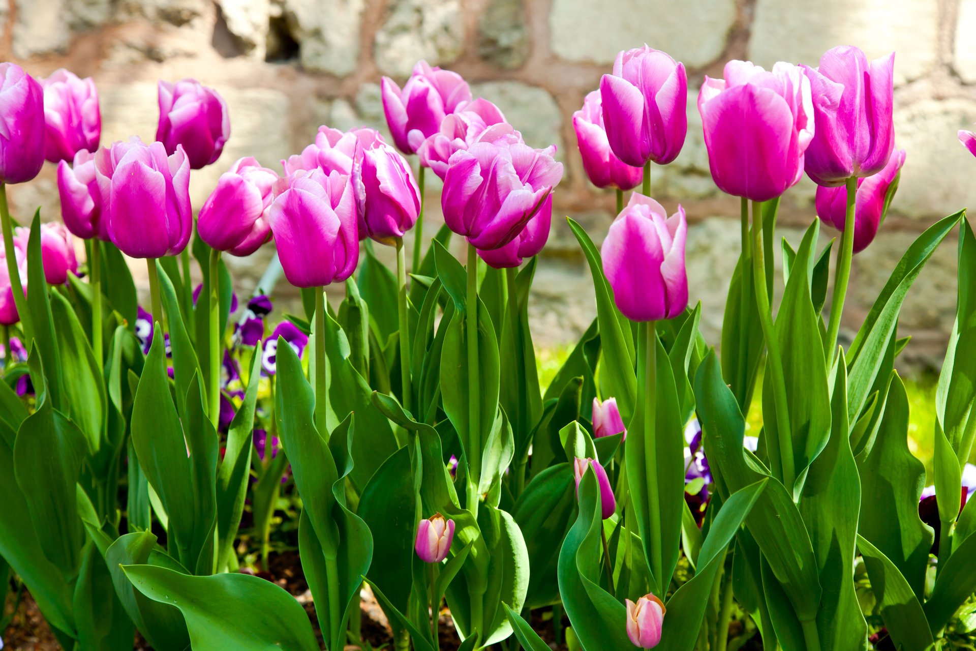 tulipany kwiaty ogród liście łodygi liliowy wiosna