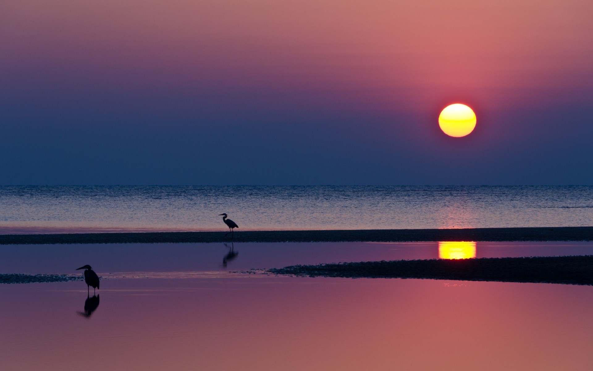 noc plaża zachód słońca odbicie woda słońce morze sylwetki czaple horyzont