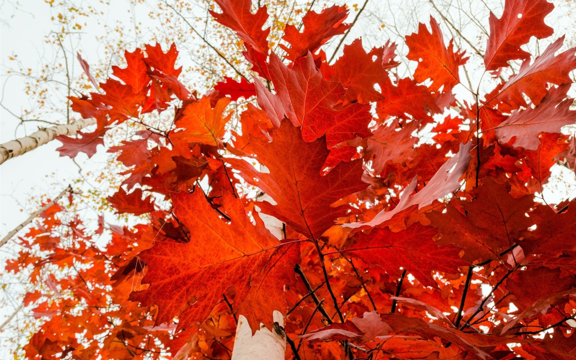 heet foliage tree gold forest branches autumn