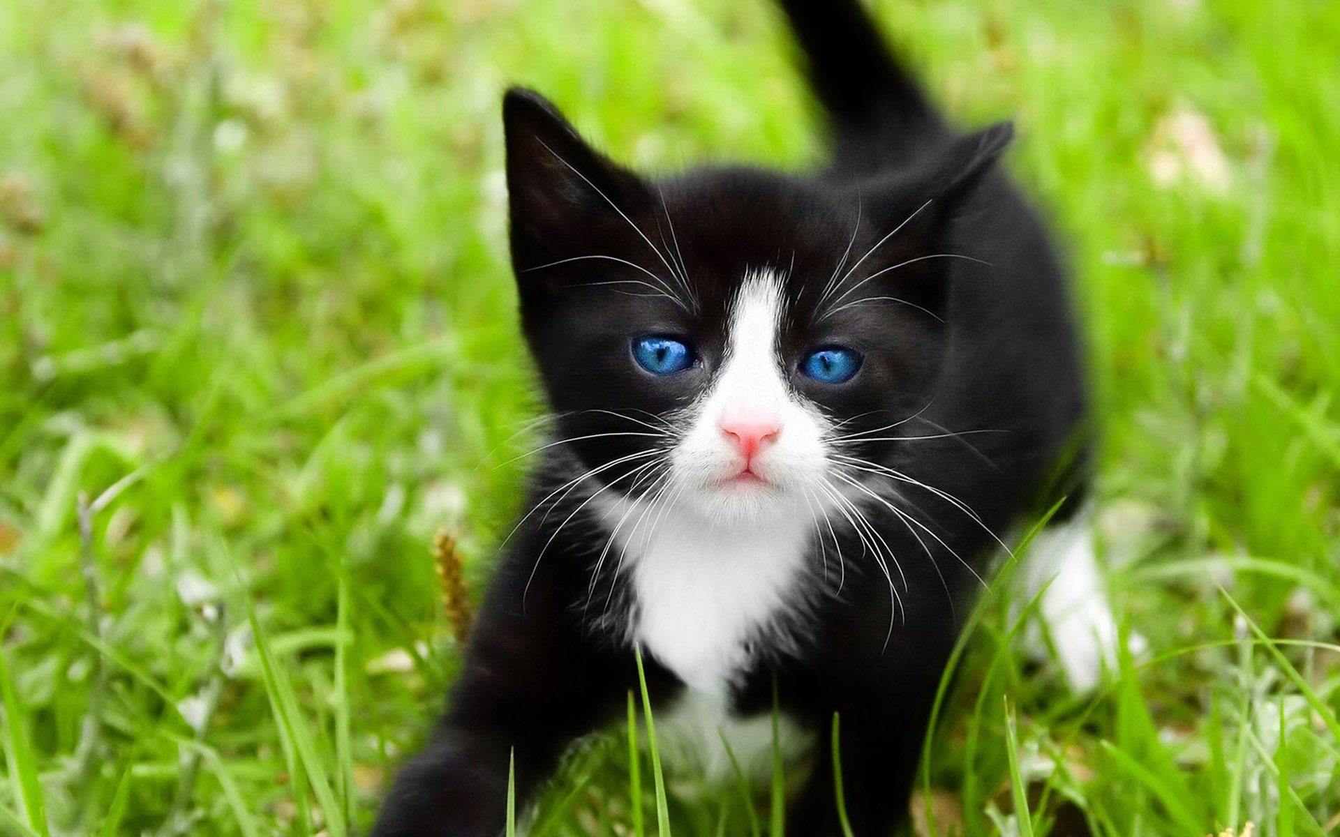 gatto nero occhi blu erba macro gatto gatto