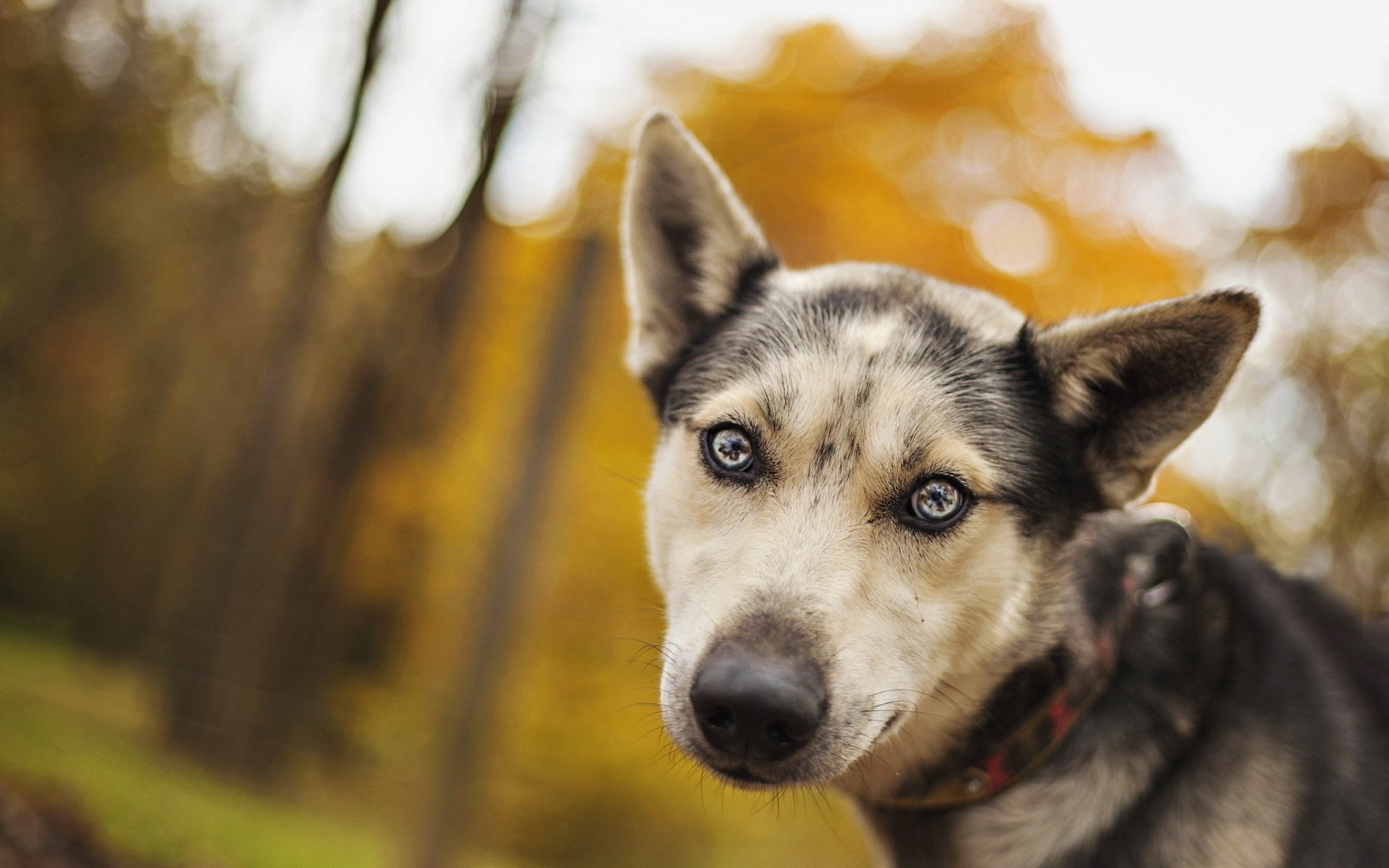 chien ami regard