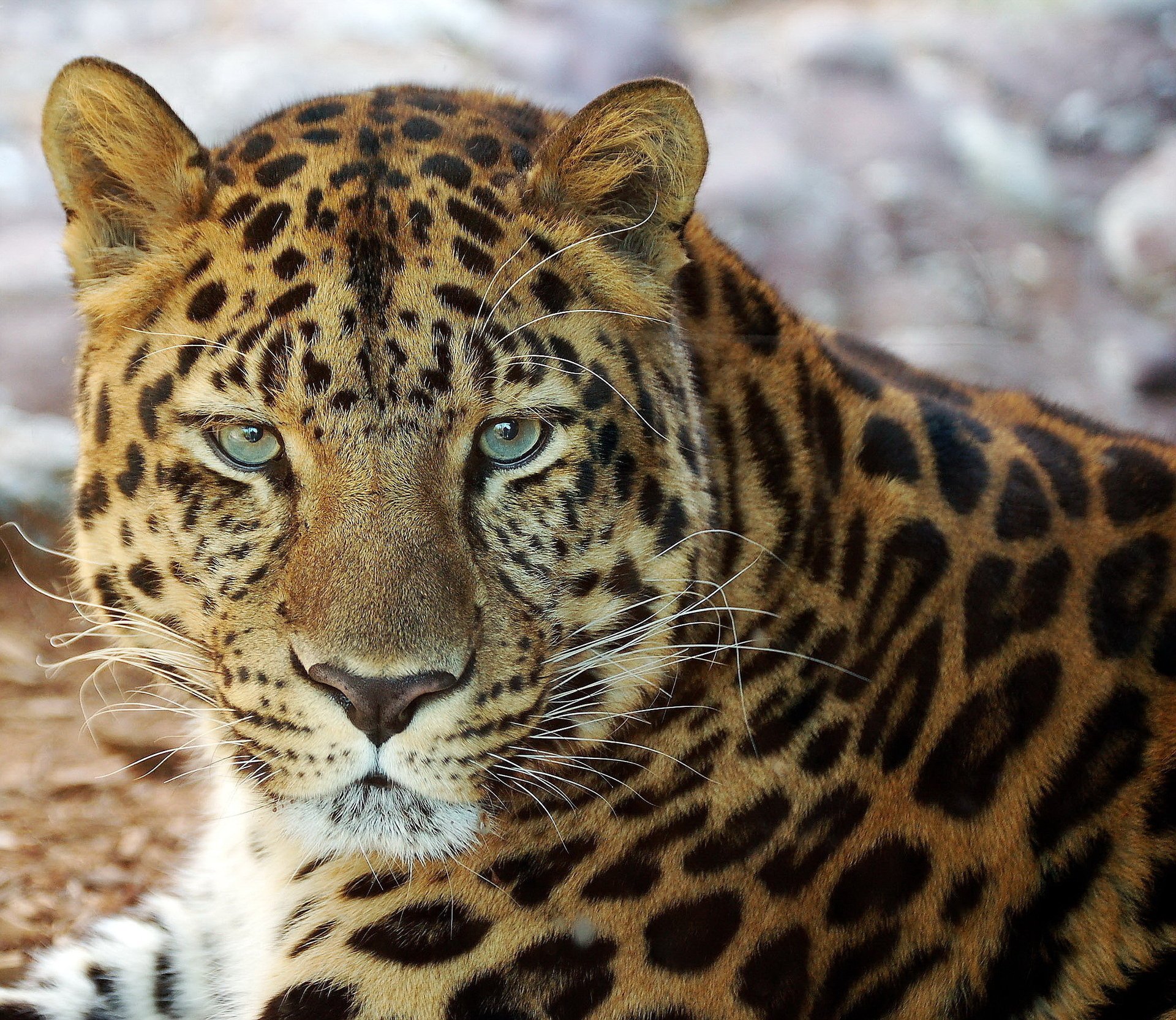 leopardo hocico bigote mentiras retrato mirando