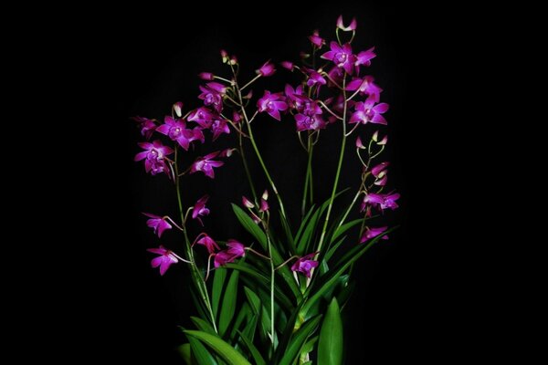 Small flowers on a black background