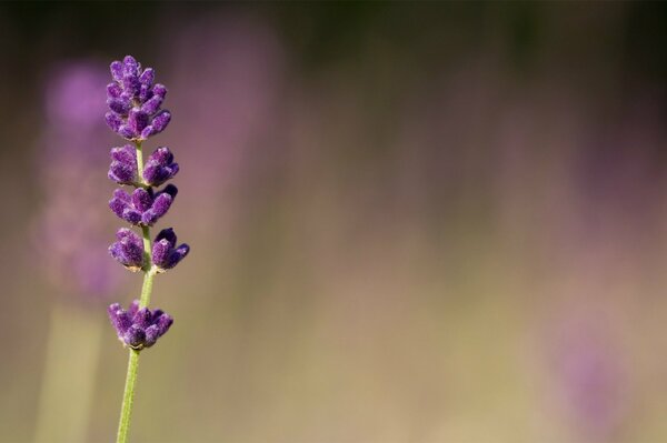 Lavanda macro foto