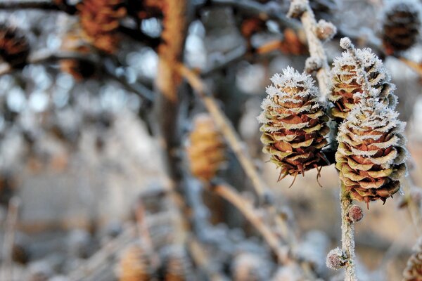 Unusual winter cones on a branch