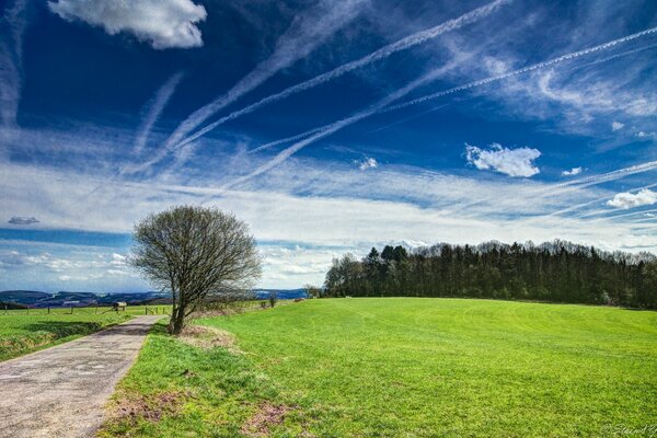 Paysage de Prairie. Arbre près de la route. Forêt à l horizon. Traces d avion dans le ciel