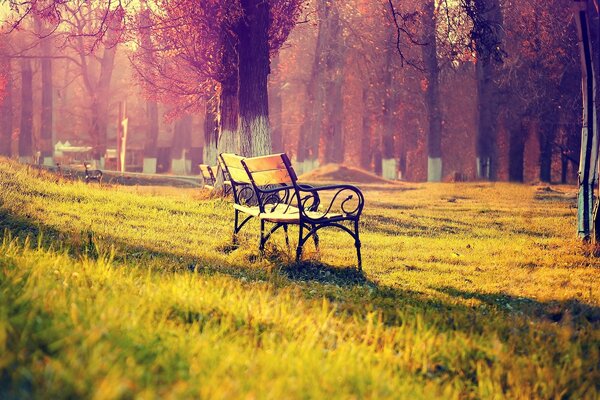 A bench for a couple in the park