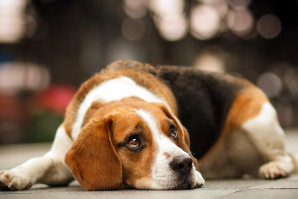 Auf der Straße liegender Beagle mit traurigem Blick