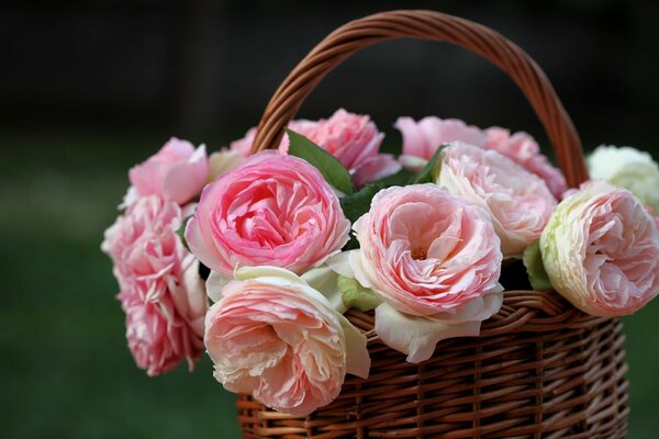 Pink and white roses in a wicker basket on a dark background