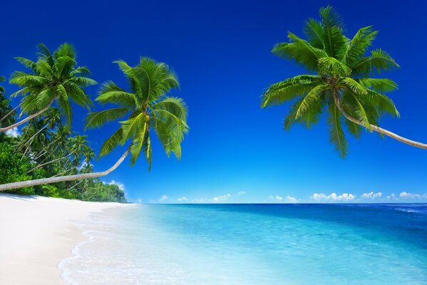 Palm trees on white sand with blue ocean