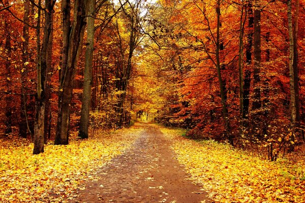 Осенний парк с дорожкой