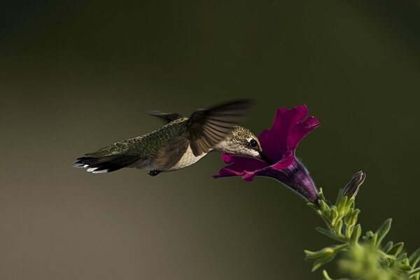 Nahaufnahme eines Kolibris auf einer Petunieblüte