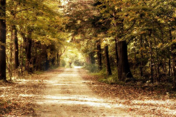 Der Weg durch den Herbstwald