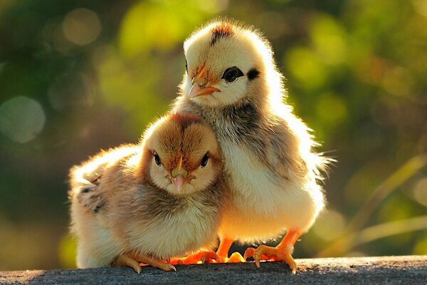 Two chicks on a perch. Chicks in nature