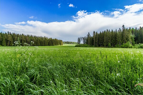 Landschaft mit Feld und Wald in der Ferne