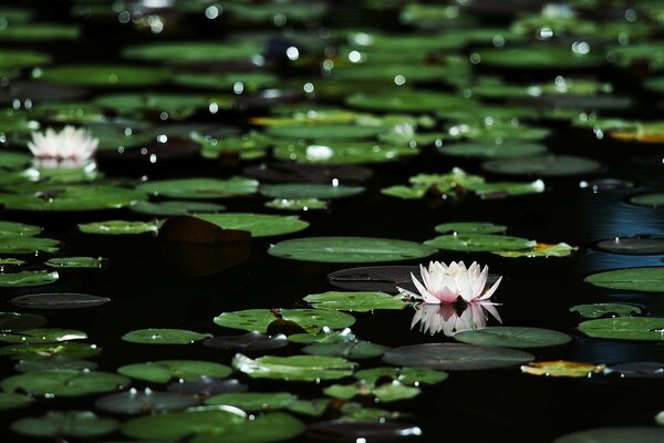 Fond d eau sombre avec des reflets et des nénuphars