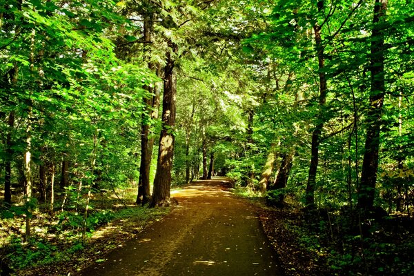 Summer road in the forest