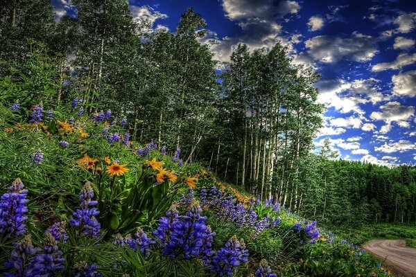 Dans la forêt poussent de beaux arbres et des fleurs