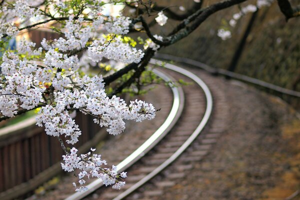 Weißer Kirschblütenzweig über der Eisenbahn