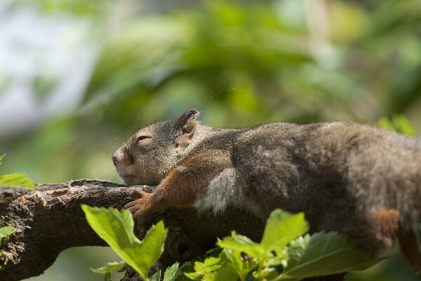 Squirrel sleeps hugging a branch