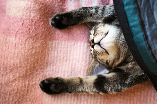 El sueño de un gato bajo una manta con patas