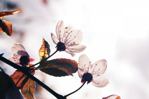 Floración en primavera macro foto