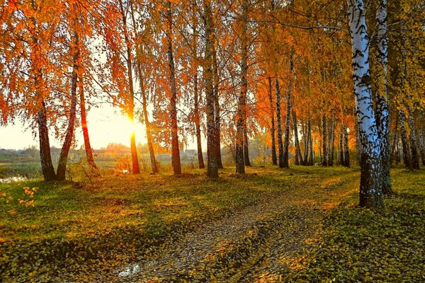 Paesaggio autunnale con betulle