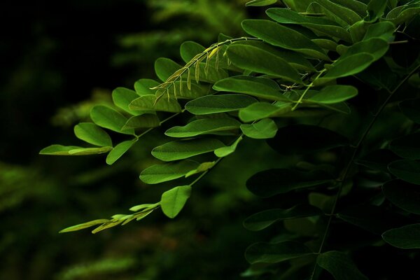 Acacia branch with green leaves