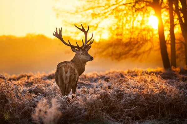 Deer in the forest at sunset
