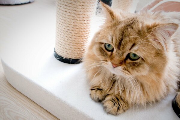 A beautiful cat on the background of a scratching post