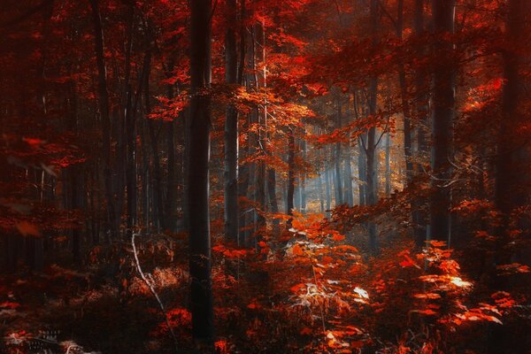 Forêt sombre d automne. Feuillage pourpre des arbres