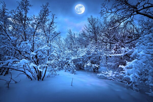 Zimowy krajobraz leśny w pełni księżyca