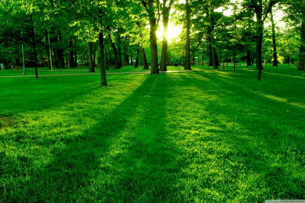 Verschiedene Grüntöne bei Gras und Palmen