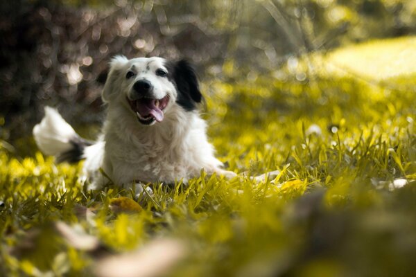 Perro blanco y negro sobre hierba verde