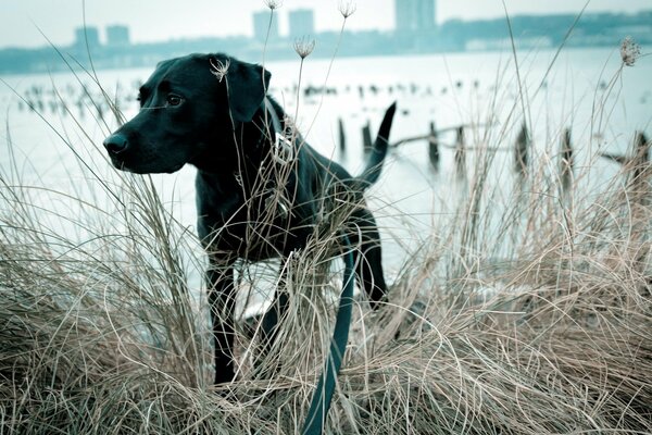 Chien noir sur fond de lac gris