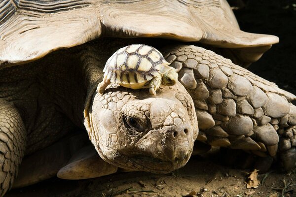 A large turtle with a baby on its head