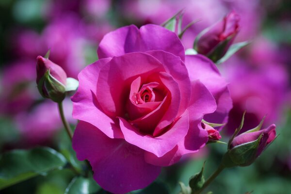 Macro photo of a rose