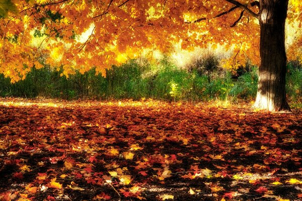 Bosque de otoño en un día soleado