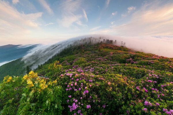 Purple flowers on the background of a misty mountain ridge