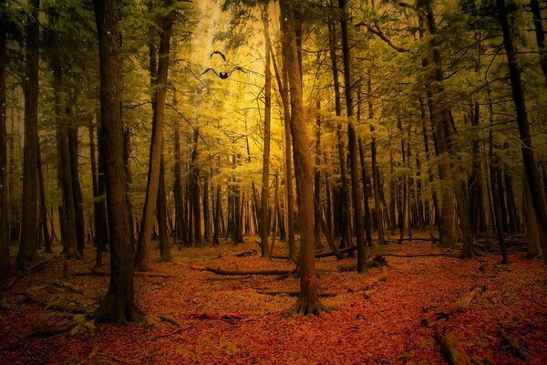 Paesaggio forestale autunnale al crepuscolo