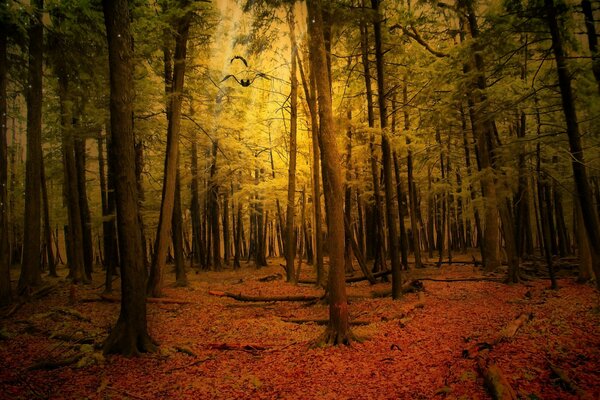 Осенний лесной пейзаж в сумраке